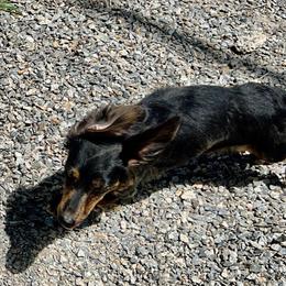 Mystery - Dachshund