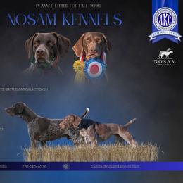 German Shorthaired Pointer puppies from Nosam Kennels- Hungarian Vizslas, and German Shorthairs Located in Kentucky