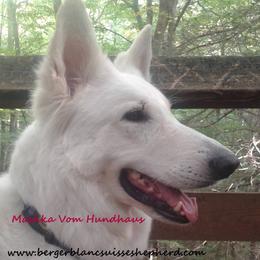 Berger Blanc Suisse and German Shepherd Puppies from Vom Hundhaus German Shepherds