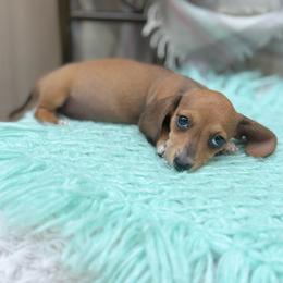 Spencer - Piebald male Dachshund puppy in Decatur, Mississippi from KP Dachshunds