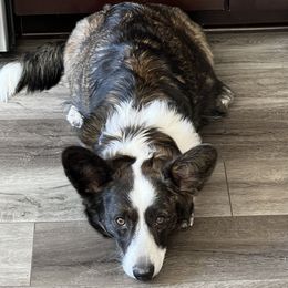 Astra - Cardigan Welsh Corgi