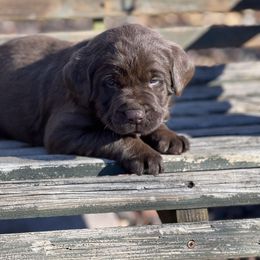 Boy 1 - Labrador Retriever puppy in Seymour, Missouri from Castlegate Labs & Doodles