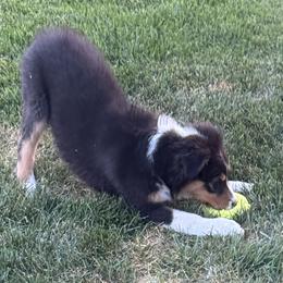 Jewlie's Black Tri Boy 2 - Black tri-color male Australian Shepherd puppy in Mt. Pleasant, Utah from WildeOak Aussies