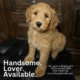 Goldendoodle Puppies from iWantaDoodle