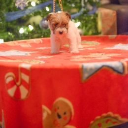 Russell Terrier Puppies from Oak Creek Jacks