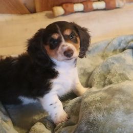 Oreo - Piebald male Dachshund puppy in Wichita, Kansas from Lauren's Dachshunds