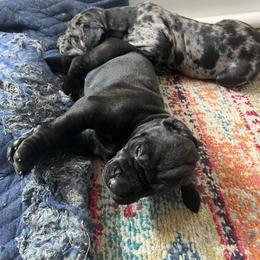 Great Dane Puppies from Split Rock Danes