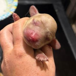 Girl 2 - Cream female Dachshund puppy in Stamford, Texas from West Texas Miniature Dachshunds