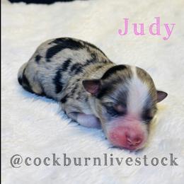 Judy - Blue merle female Toy Australian Shepherd puppy in Gillette, Wyoming from Cockburn’s Toy and Mini Australian Shepherds