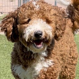 Bernedoodles, Cavapoos, Double Doodles, and Goldendoodles from Mountain Bridge Doodles