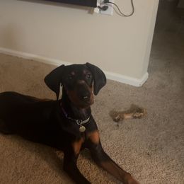 Duchess - Black and rust female Doberman Pinscher puppy in Boyd, Texas from Team Feem Breeders