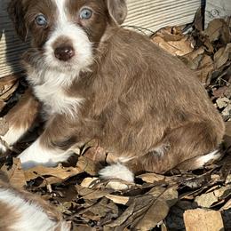 Girl 1 - Brown merle female Aussiedoodle puppy in Hillsboro, Illinois from Perfect Paws Puppies