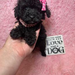 Kailani - Black female Maltipoo puppy in Apple Valley, California from Boujeepups