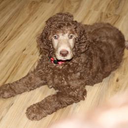 Poodle Puppies from RK'S Pets