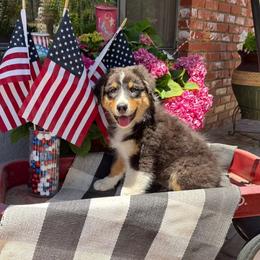 Sirius Black - Black tri-color male Australian Shepherd puppy in Tehachapi, California from Boundless Joy Aussies