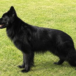 Garry - German Shepherd