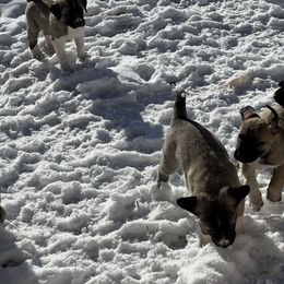 Anatolian Shepherd Dog and Kangal Puppies from Miralan Guardian Dog's