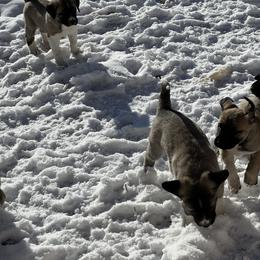 Anatolian Shepherd Dog and Kangal Puppies from Miralan Guardian Dog's