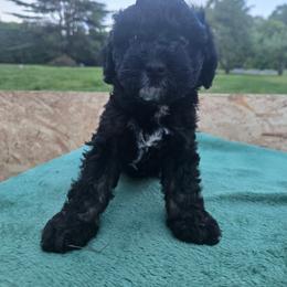 Aussiedoodle Puppies from Oakley Nash Pups