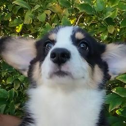 Boba - Pembroke Welsh Corgi