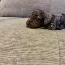 Dahlia - Dapple female Dachshund puppy in Dinwiddie, Virginia from White Oak Kennels