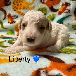 Liberty - Parti male Poodle puppy in Greensburg, Kentucky from Doodle Me Crazy