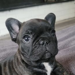 Boxers and French Bulldogs from The Family Frenchie