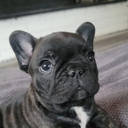 Boxers and French Bulldogs from The Family Frenchie