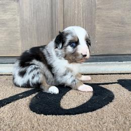 Bluey - Blue merle female Miniature Australian Shepherd puppy in Happy, Texas from Happy Little Aussies