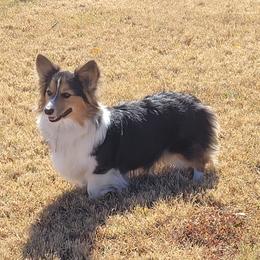 STELLA - Pembroke Welsh Corgi