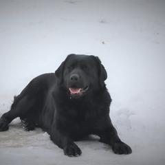 Chance - Labrador Retriever