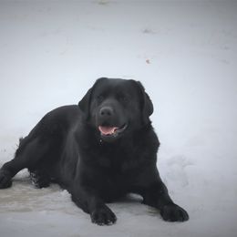 Chance - Labrador Retriever