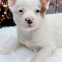 Smiley - white boy - Red mottled male Australian Cattle Dog puppy in Kalispell, Montana from BTR Australian Cattle Dogs