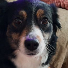 Herms - Miniature Australian Shepherd