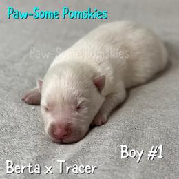 Boy 1 - White male Pomsky puppy in Krum, Texas from Paw-Some Pomskies