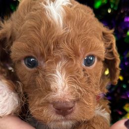 Archer - Goldendoodle puppy from Perfect Fit Poodles & Doodles