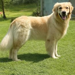 Chloe - Golden Retriever