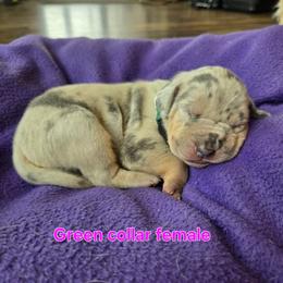 Green collar - Merle female Great Dane puppy in Ulen, Minnesota from Hogenson Family Farm