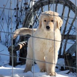 Golden Retriever Puppies from Davis Pond Goldens