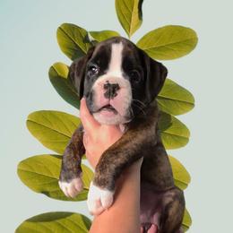 Boy 1 - Brindle male Boxer puppy in Red Boiling Springs, Tennessee from Silver Rain