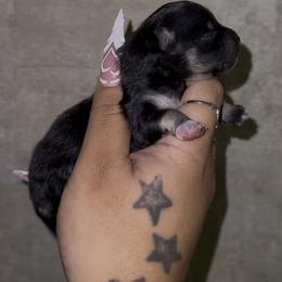 Sparkle - Black and tan female Pomeranian puppy in Wagoner, Oklahoma from Cascade Pomeranians
