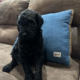 Mystic - Black female Poodle puppy in Flora, Illinois from Hanging Rock Poodles