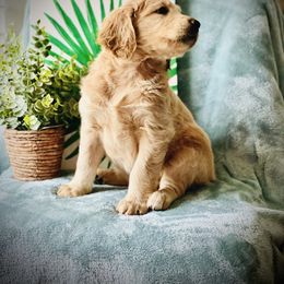 Goldendoodle Puppies from Orange Blossom Doodles