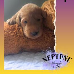 Purple Collar - Neptune - Yellow female Labrador Retriever puppy in Sumerduck, Virginia from Cedar Mountain Retrievers