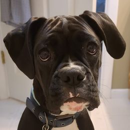 Boxers from J & M Boxers