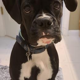 Boxers from J & M Boxers