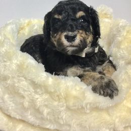Bernedoodle Puppies from Cry Woof LLC