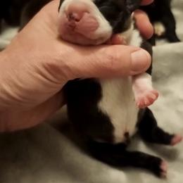 Boston Terrier and French Bulldog Puppies from Edna's Homegrown Frenchies
