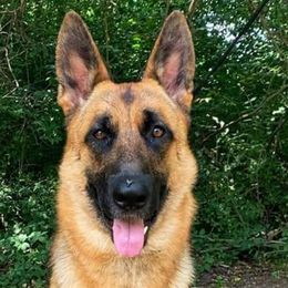 German Shepherds from Vacker Warin Engel