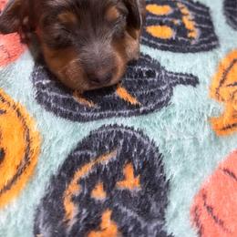 Flannel - Dapple male Dachshund puppy in Mansfield, Missouri from Owens Farm